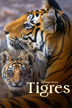 tigres